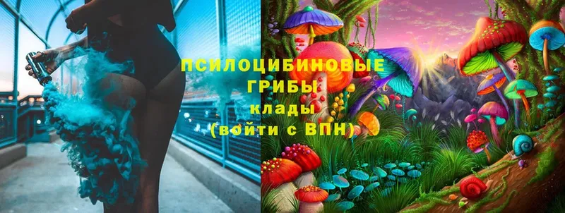 Галлюциногенные грибы Psilocybe  Магадан 